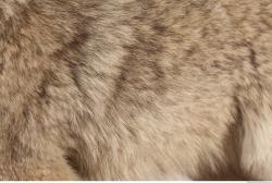 Photo Textures of Fur